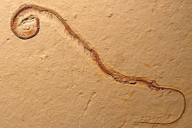 球蟒|15年没遇过雄蛇！62岁雌蛇产下7枚蛇卵，是什么原因？