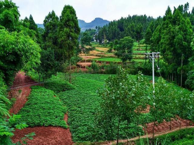 球蟒|15年没遇过雄蛇！62岁雌蛇产下7枚蛇卵，是什么原因？