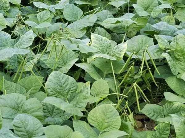 邹孟城写的《三十年临证探研录》中记载了绿豆甘草汤消药疹的医案.