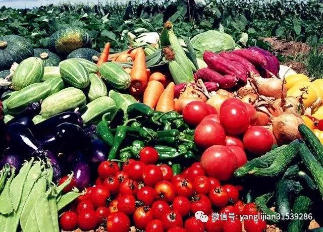 蔬菜|蔬菜《番茄中后期易发生早衰？教你3招，可有效防控》