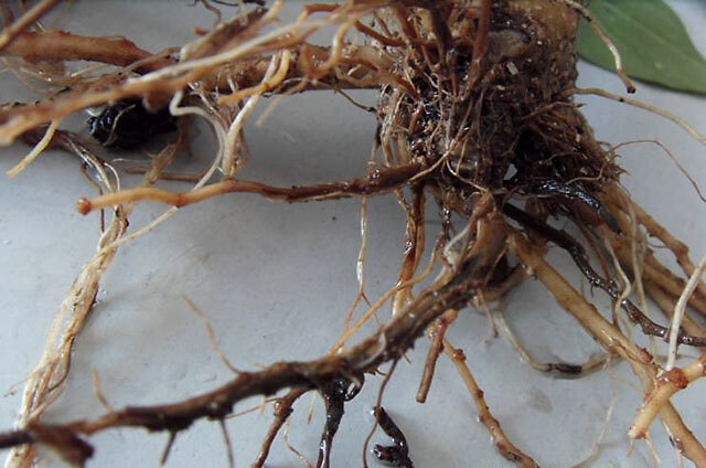 主要症状:根部染病时,根茎部出现水渍状病斑,随后病斑逐渐扩大,根部呈