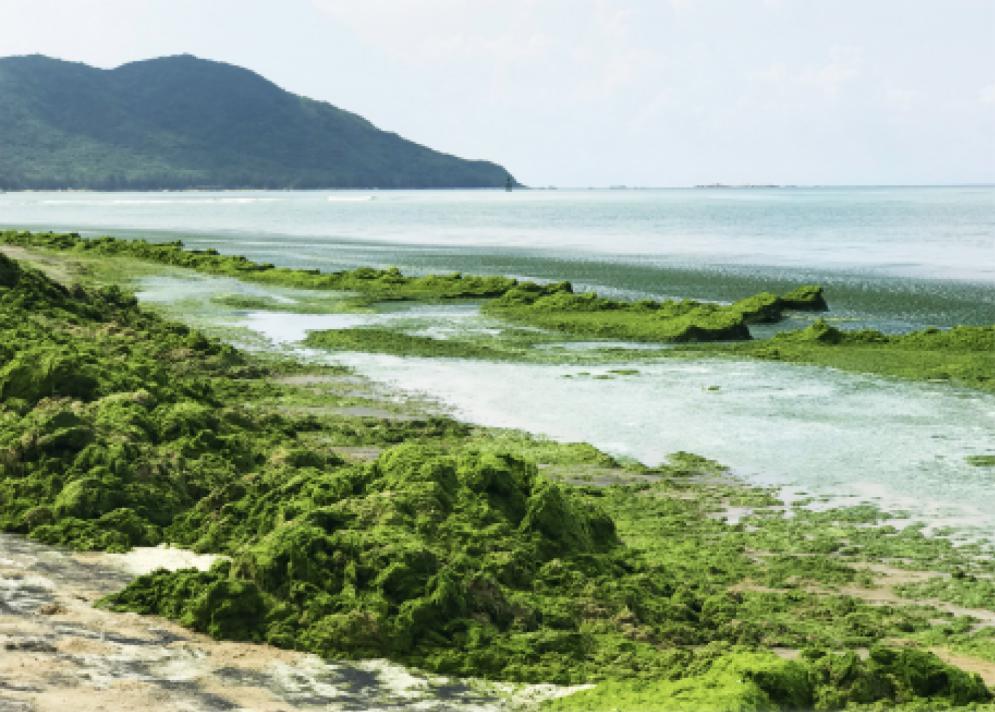 清水湾海洋污染严重!重拳整理近海养殖已迫在眉睫