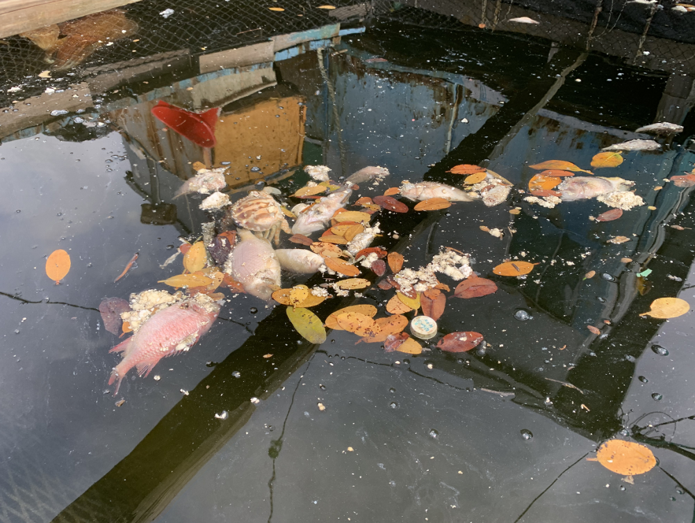 清水湾海洋污染严重!重拳整理近海养殖已迫在眉睫