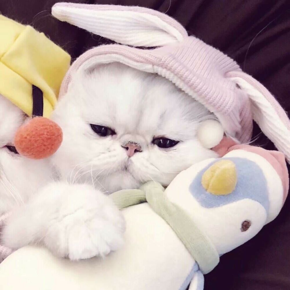 情头:一组可爱猫咪情头,快叫你的ta一起换上吧