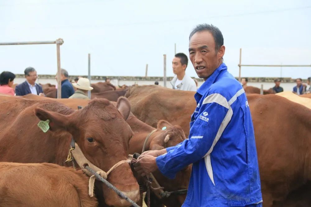 牛马的意思解释_牛马是什么意识_牛马是什么意思