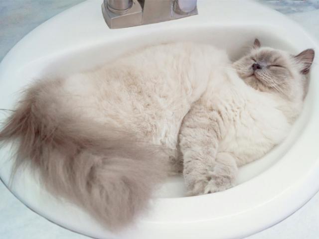 猫为什么这么喜欢睡在水槽里面 猫咪