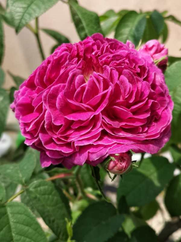 谈瀛洲月季伊丽莎白