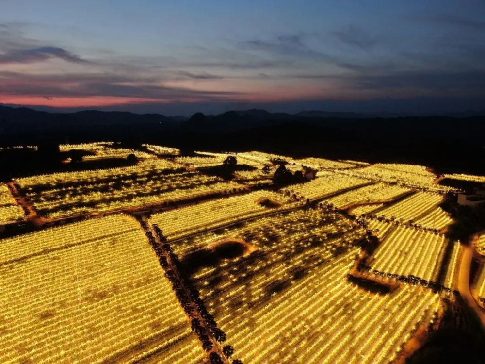 金山来了这样的火龙果灯海你见过吗
