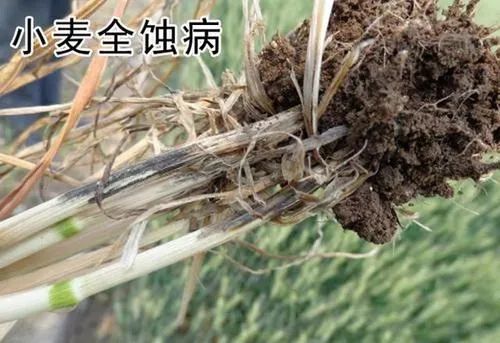 玉米|【每日一农经】小麦全蚀病一目了然，易学小麦全蚀病