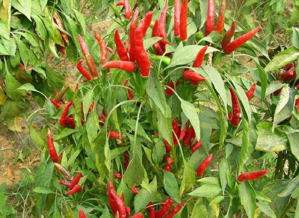 阳台种了小辣椒,发芽快长势快,结果多能摘好几茬