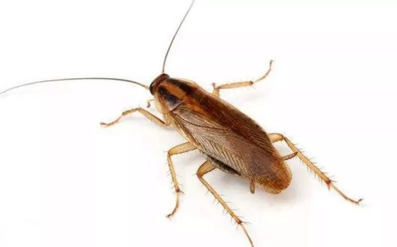 美国蟑螂(即美洲大蠊)体长30~50毫米(最长者达2英寸),浅红棕色,生活於