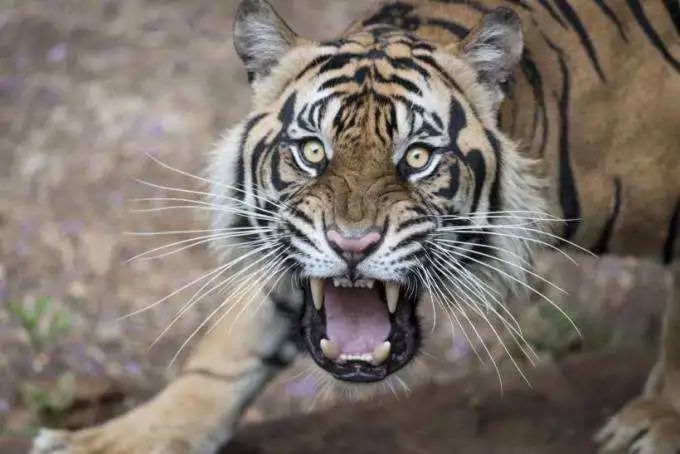 大疆这家公司为啥要暴虎冯河