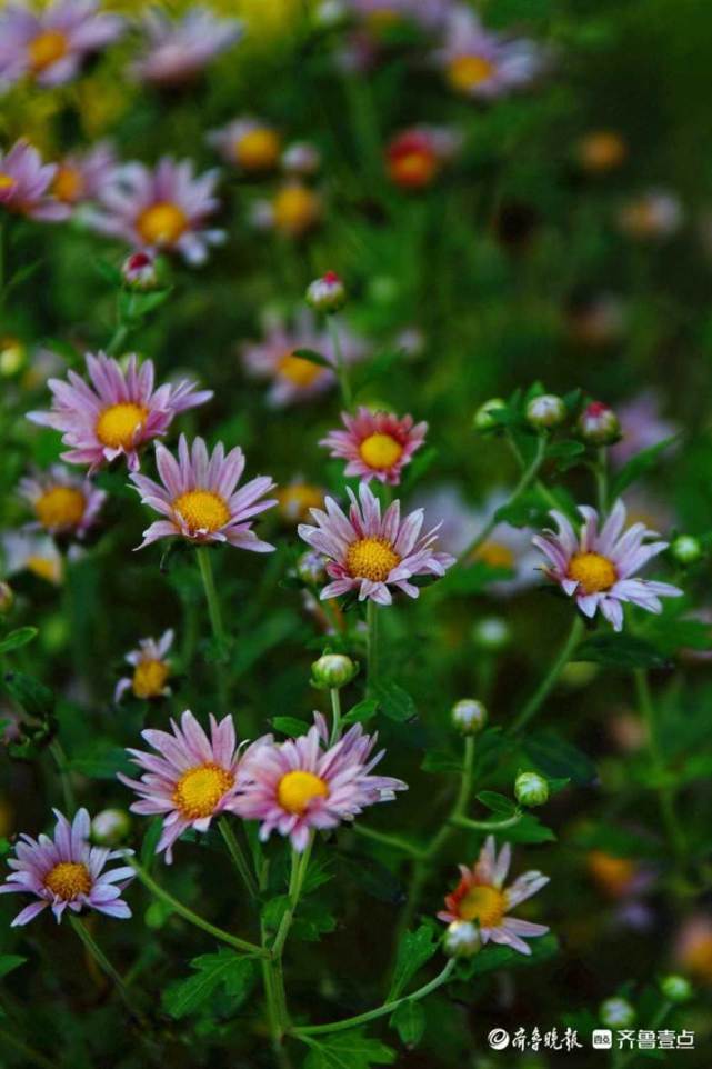 秋菊有佳色德州锦绣川公园的野菊花绚丽多彩千姿百态