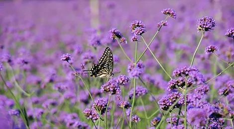 微度假|秋季京郊游｜满城尽是“黄金甲”，怎能不去耍一耍