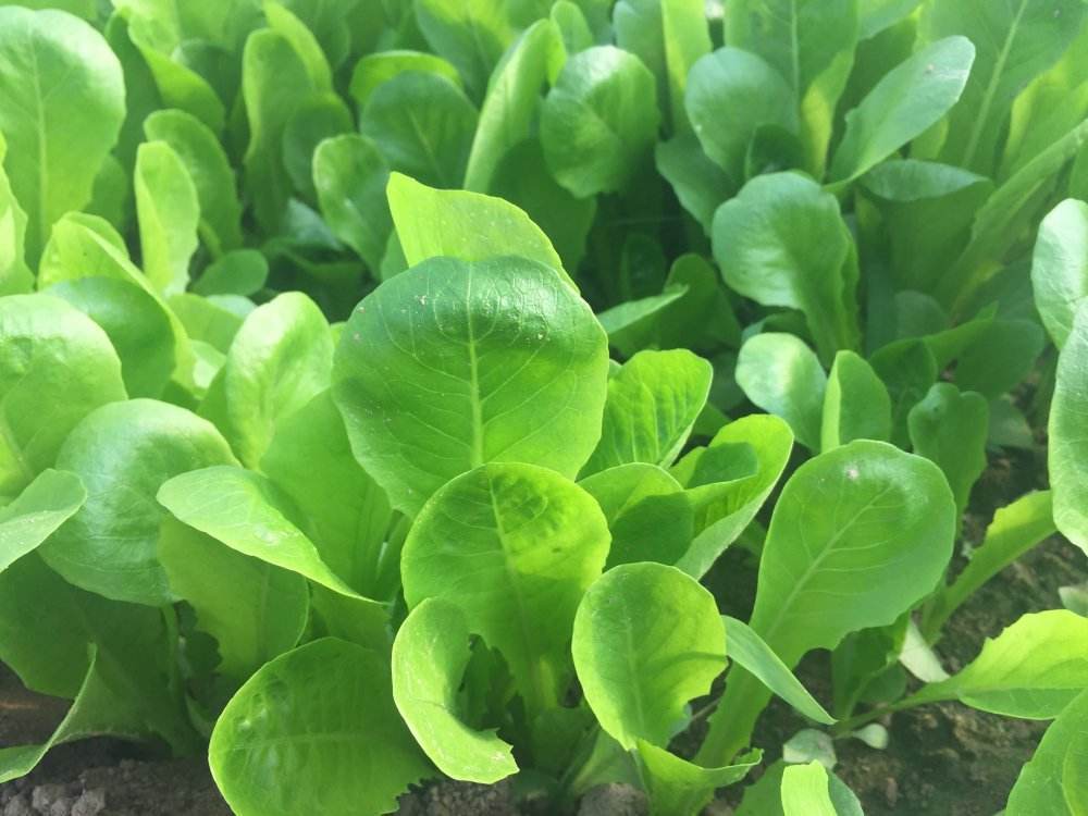 小白菜出苗后,管理上做到这几点,保管小白菜长的好