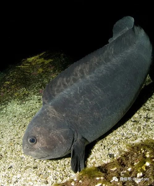 物种图册-小齿狼鱼_腾讯新闻
