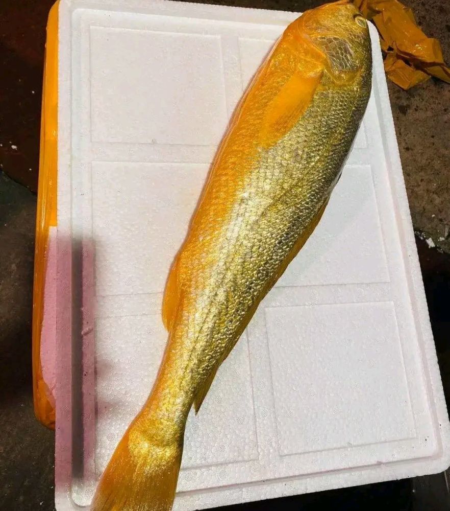 100多斤野生大黄鱼图片