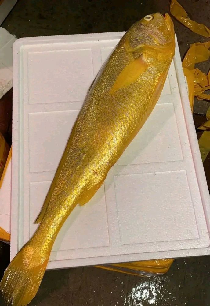 台风过后东海渔民捕获巨型大黄鱼当地老乡刮来十几万