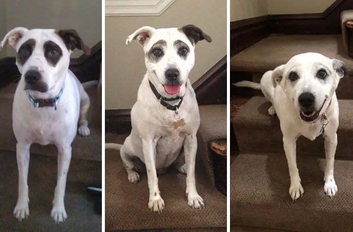 狗狗|26张图告诉你“时间”的力量有多恐怖！