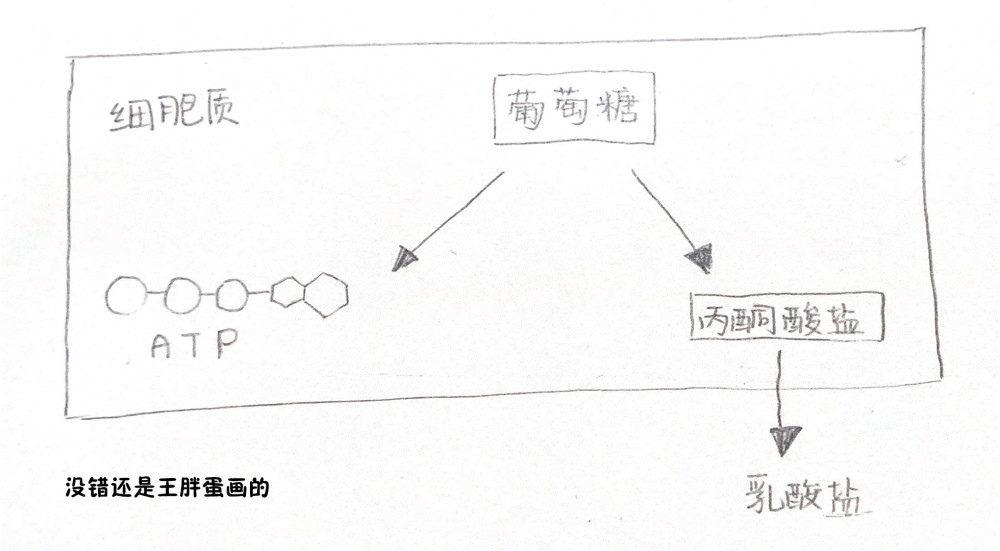 要跑多久才开始燃烧脂肪 人体有哪些供能系统 腾讯新闻