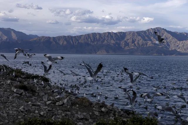 西藏阿里班公湖鸟岛,美丽景色让人流连忘返!