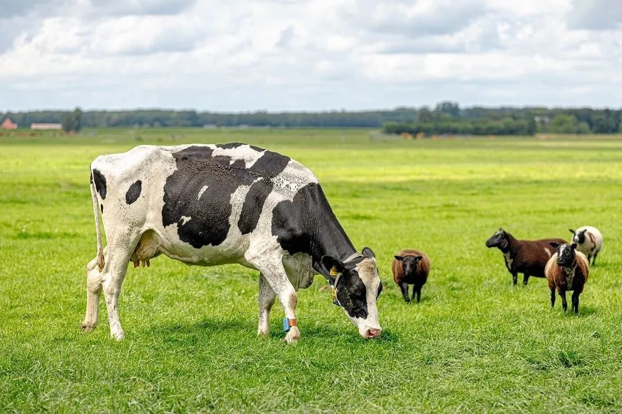 布鲁氏菌|9个月后，超3000人感染：这种“动物细菌”还是被人类低估了