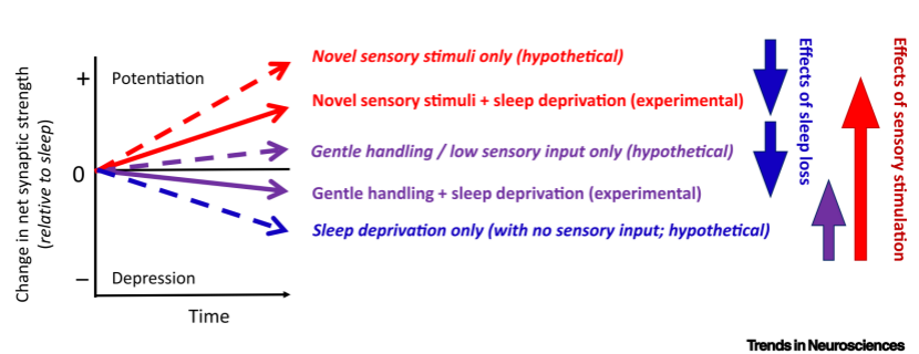睡眠|脑科学顶刊导读58期-睡眠研究专题：睡眠缺失与社会情绪大脑