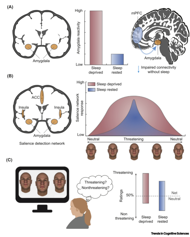 睡眠|脑科学顶刊导读58期-睡眠研究专题：睡眠缺失与社会情绪大脑