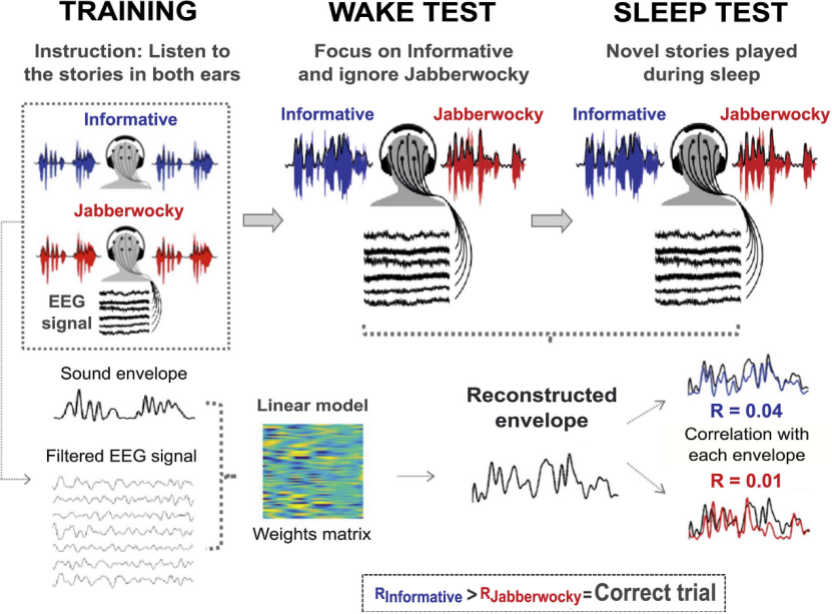 睡眠|脑科学顶刊导读58期-睡眠研究专题：睡眠缺失与社会情绪大脑