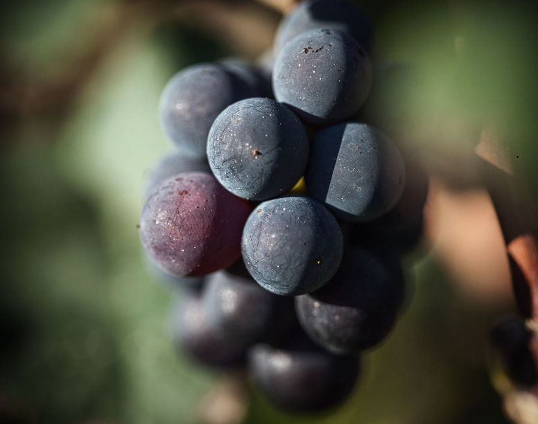 葡萄采收日期有什么要求？