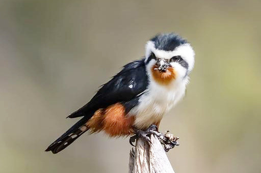 猛禽|体型如麻雀般大小的“猛禽”，连伯劳鸟都敢杀，被誉为鸟界大熊猫