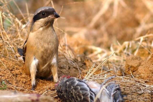 猛禽|体型如麻雀般大小的“猛禽”，连伯劳鸟都敢杀，被誉为鸟界大熊猫