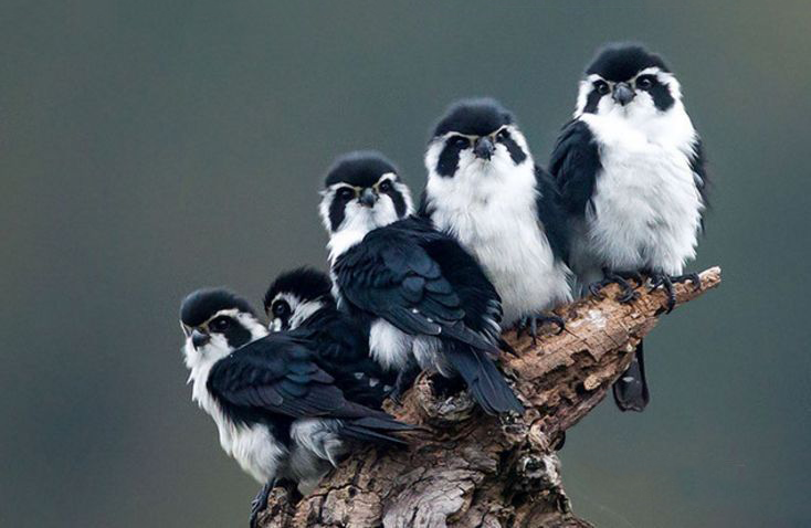 猛禽|体型如麻雀般大小的“猛禽”，连伯劳鸟都敢杀，被誉为鸟界大熊猫