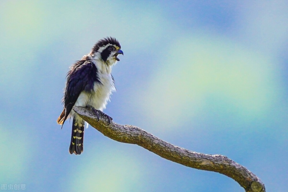 猛禽|体型如麻雀般大小的“猛禽”，连伯劳鸟都敢杀，被誉为鸟界大熊猫