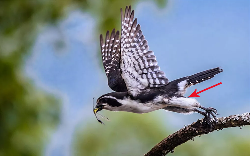 猛禽|体型如麻雀般大小的“猛禽”，连伯劳鸟都敢杀，被誉为鸟界大熊猫