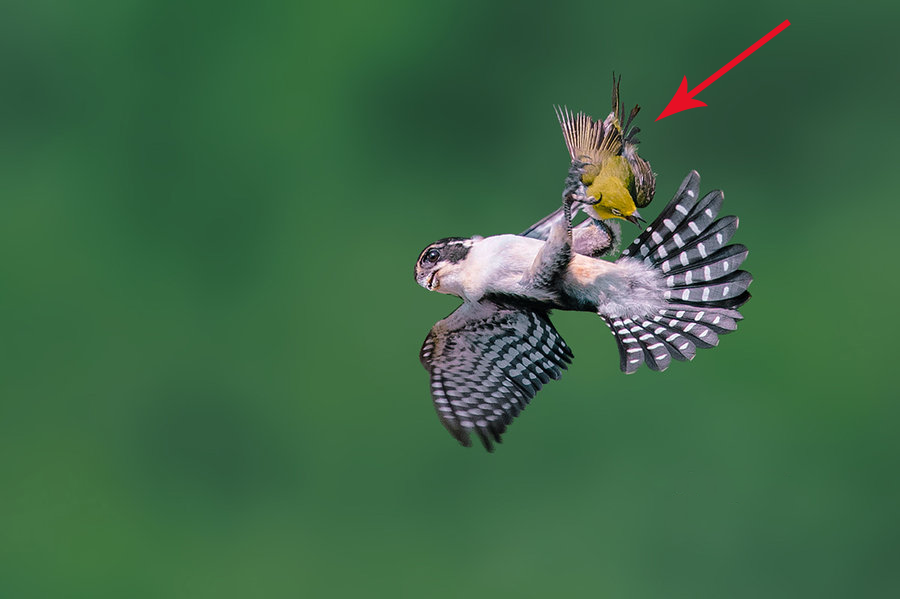 猛禽|体型如麻雀般大小的“猛禽”，连伯劳鸟都敢杀，被誉为鸟界大熊猫