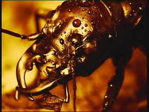 非洲最凶残的食肉虎甲能捕食青蛙和老鼠号称地面的虫皇帝