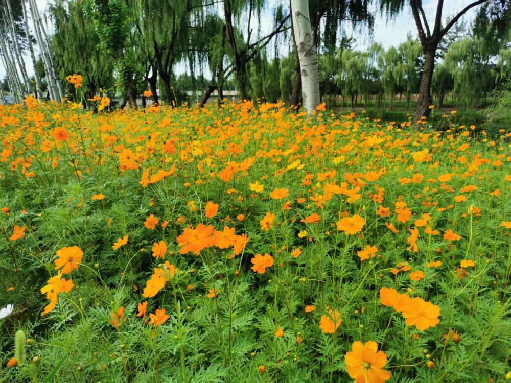 芳草|芳草多情妙入诗：人间不可无诗，诗中也不可无草