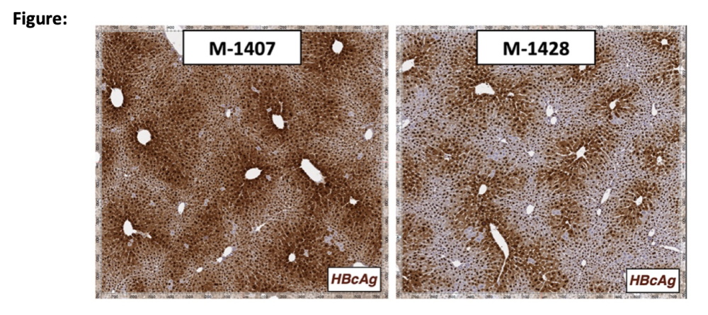 乙肝|乙肝在研新药对不同效价，衣壳组装调节剂，进行临床前评估