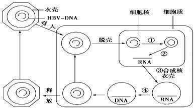 乙肝|乙肝在研新药对不同效价，衣壳组装调节剂，进行临床前评估