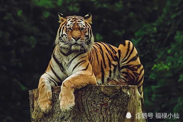 生肖虎女性2025运势(属虎2024年运势及运程女性)