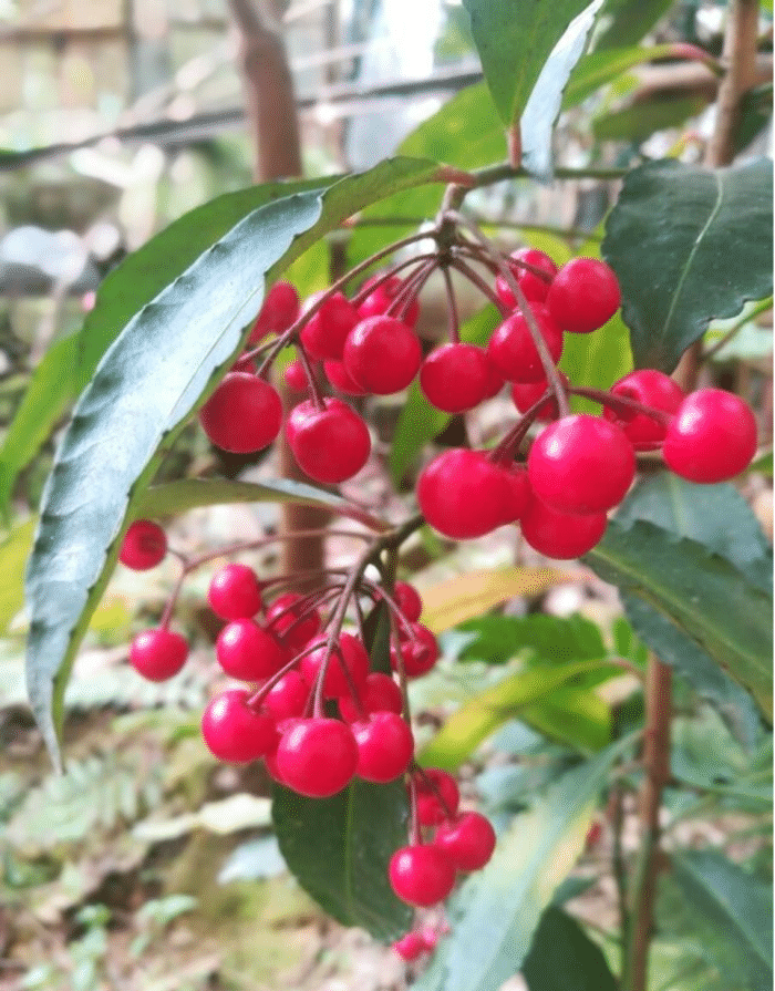 朱砂根果实一年都不掉落的神奇植物