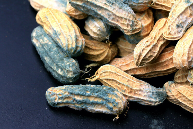 土鸡蛋|土鸡蛋和饲料鸡蛋，哪个更安全营养？专家：土鸡蛋都是智商税