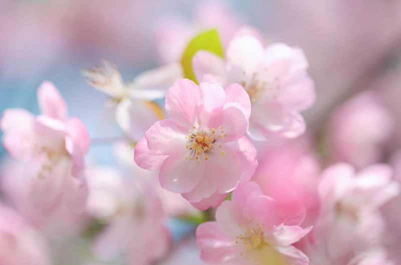 李清照|诗词大会考“应是绿肥红瘦”，难倒19人，康震：李清照是厉害角色