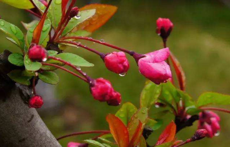 李清照|诗词大会考“应是绿肥红瘦”，难倒19人，康震：李清照是厉害角色