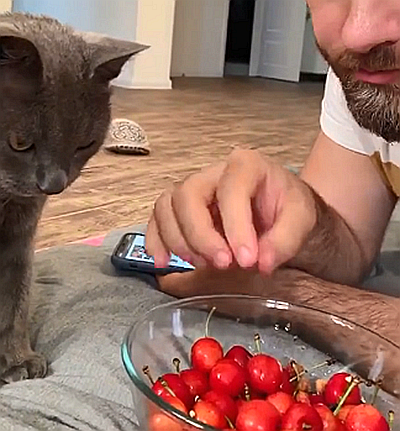 猫主子|这年头猫主子的日子也不好过，铲屎官：你可不能白吃白住