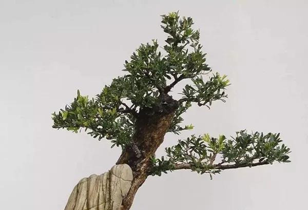 树桩盆景|病虫难治？盆景难养？6种防虫措施来解救！