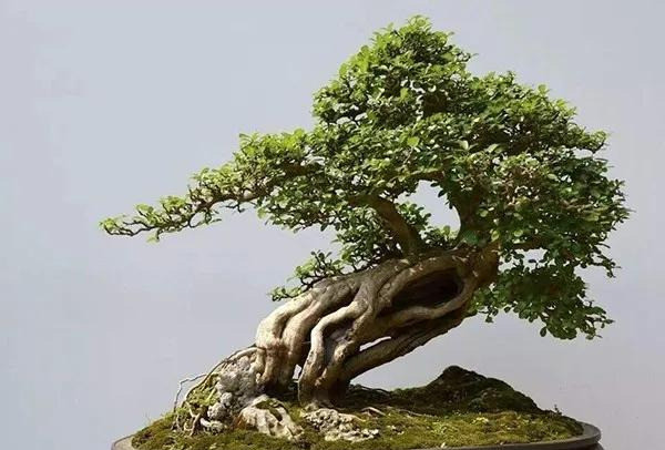 树桩盆景|病虫难治？盆景难养？6种防虫措施来解救！