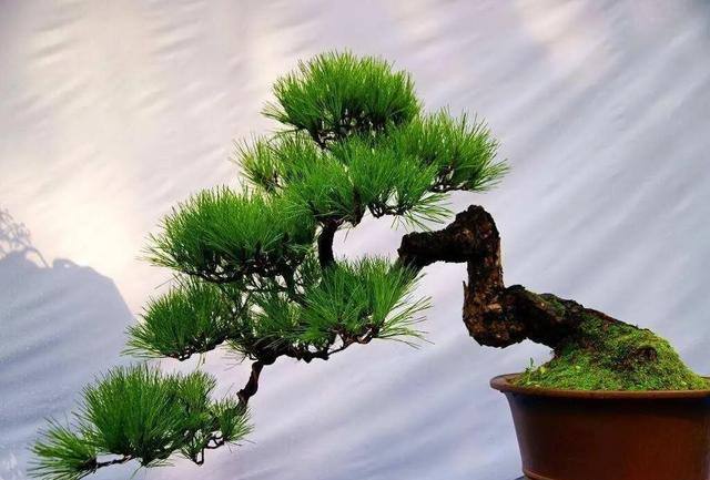 树桩盆景|病虫难治？盆景难养？6种防虫措施来解救！