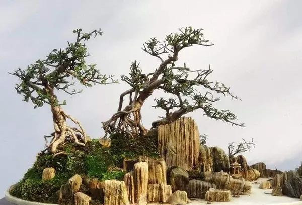 树桩盆景|病虫难治？盆景难养？6种防虫措施来解救！